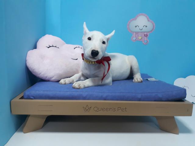 Bull terrier fêmea branca em 10x já vacinada com garantia!!! - Foto 3