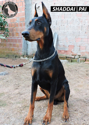 Filhotes De Doberman Alto Padrão - Foto 4
