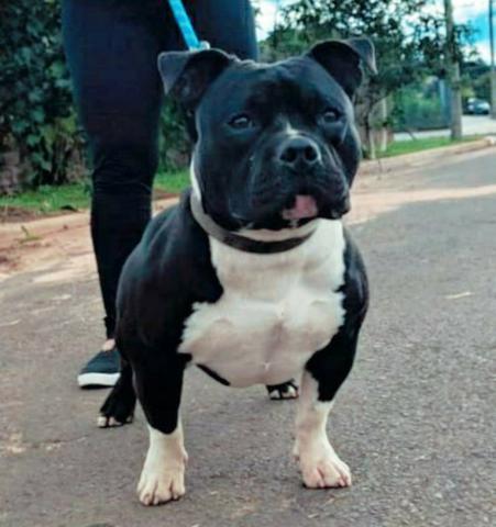 American Bully Pocket/ Apenas Cobertura