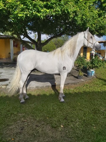 Garanhao de Macha Picada cavalo de patrao - Foto 2