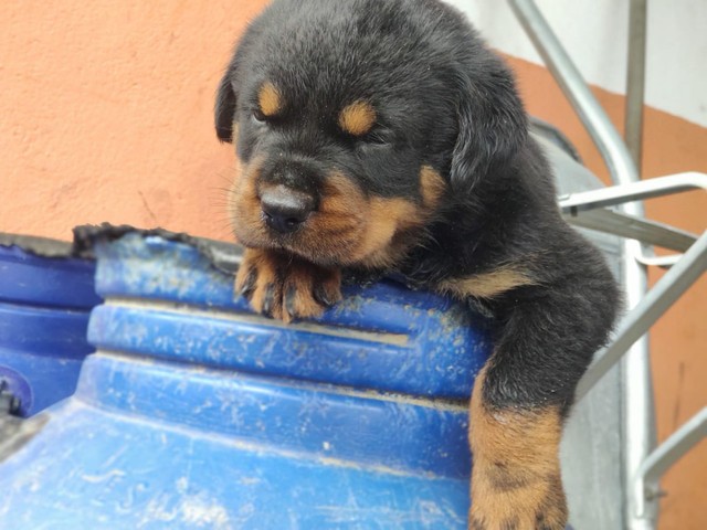 Rottweiler puro