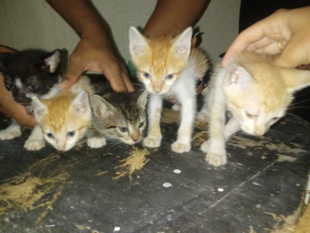 Doace 5 gatos