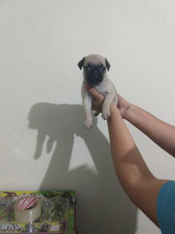 Lindo pug - Foto 2