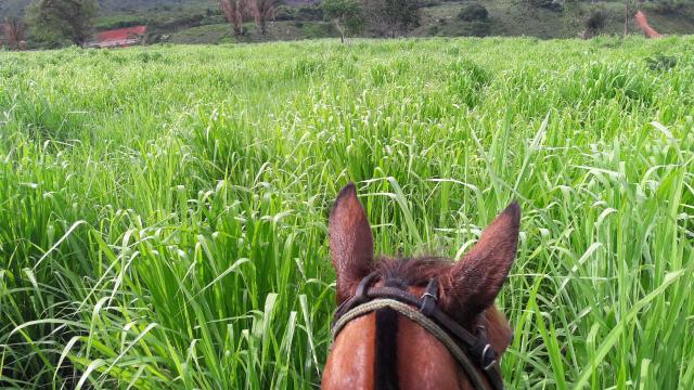 Fazenda em buriticupu - Foto 4