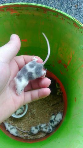 Camundongos