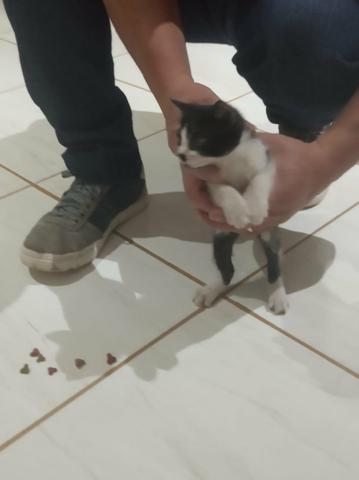 Doação gato Anápolis - Foto 2