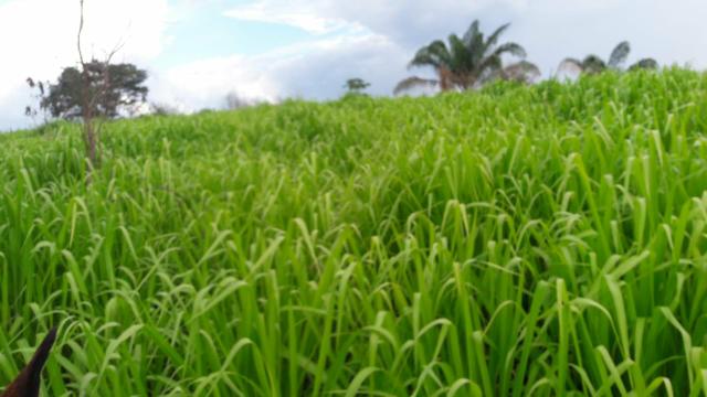 Fazenda em buriticupu - Foto 9