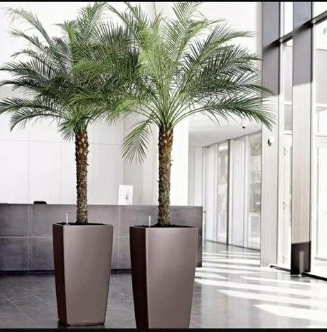 Palmeira fênix para jardim piscina paisagismo área de lazer sítio chácara
