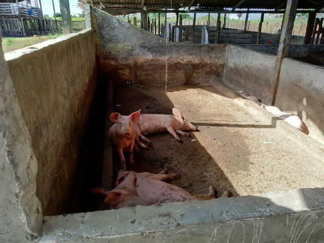 Vendo criatorio de suínos - Foto 17
