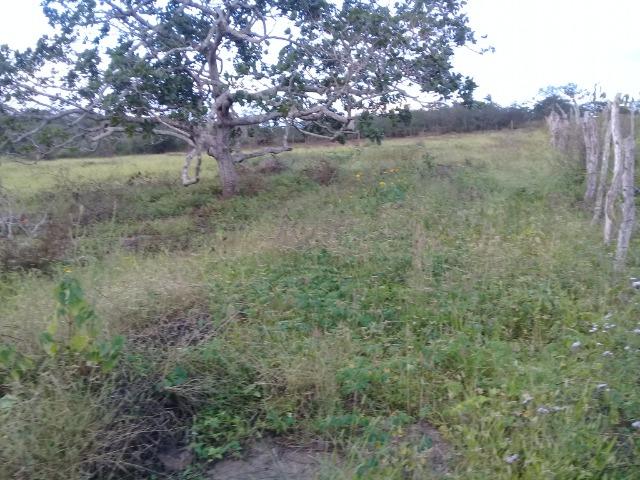Excelente sítio, com casa sede e casa de caseiro na região de Santo Estevão Bahia - Foto 18
