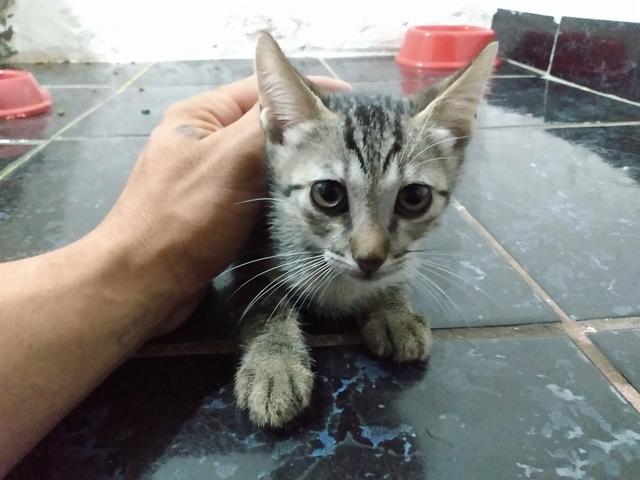 Doa-se gatos - Foto 2