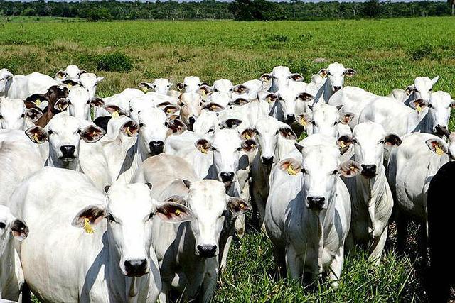 Para vc que quer investir em gado ou máquinas pesadas - Foto 2