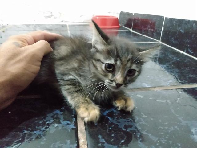 Doa-se gatos
