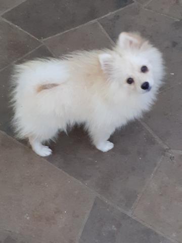 Spitz Alemão - Foto 5