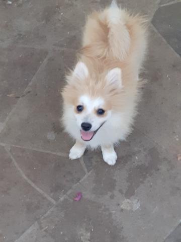 Spitz Alemão - Foto 4