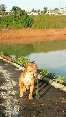 Filhote de pit monster