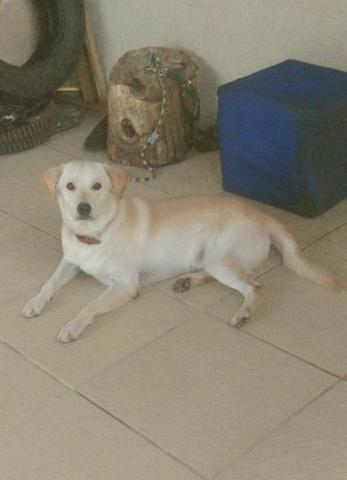 Cachorro encontrado