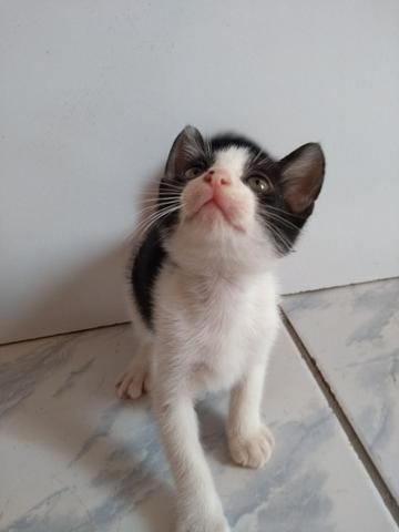 Adoção Responsável - Foto 2