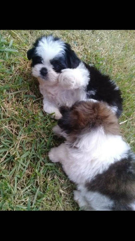 Cachorro shih Tzu macho 