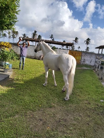 Garanhao de Macha Picada cavalo de patrao