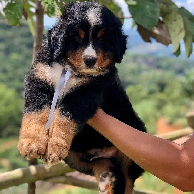 Olx bernese sales