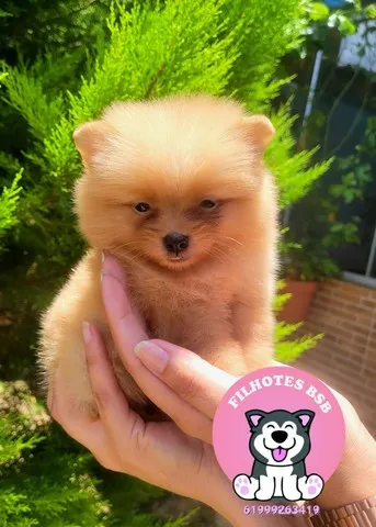Spitz Alemão ( Lulu da Pomerânia) Anão - Pedigree CBKC - 12x sem juros