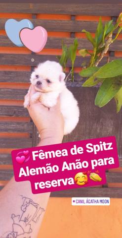 Spitz Alemão Anão - Lulu da pomeria - Foto 2