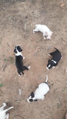 Doação de Bebês Lindos