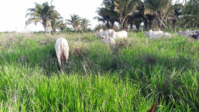 Fazenda em buriticupu - Foto 11