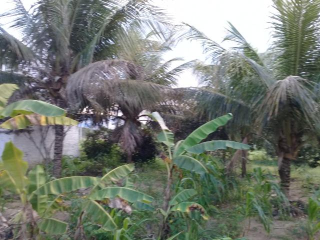 Excelente sítio, com casa sede e casa de caseiro na região de Santo Estevão Bahia - Foto 16