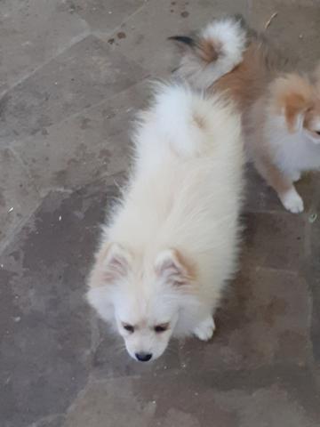 Spitz Alemão - Foto 3