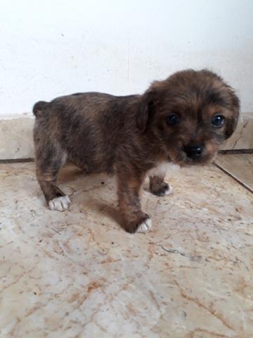 Vendo Macho - Foto 3