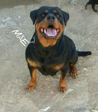 Rott - Foto 2