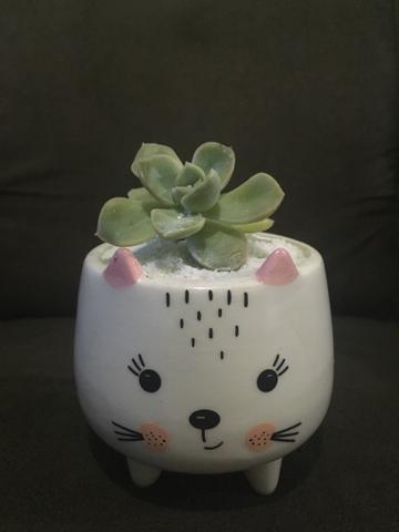 Suculentas - Foto 2