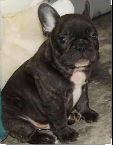 Buldogue francês - Foto 2