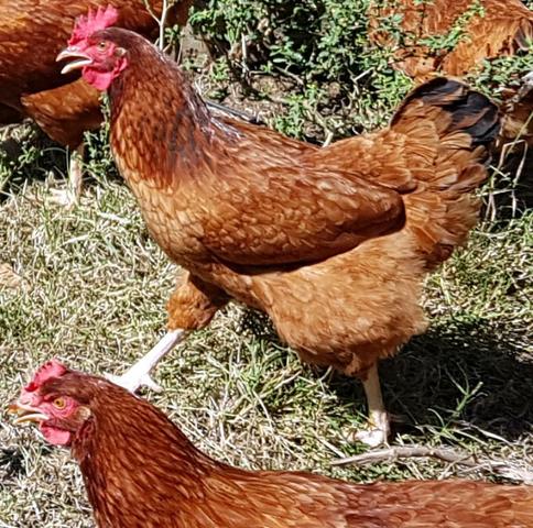 15 Ovos Galados da Poedeira Caipira Embrapa 051