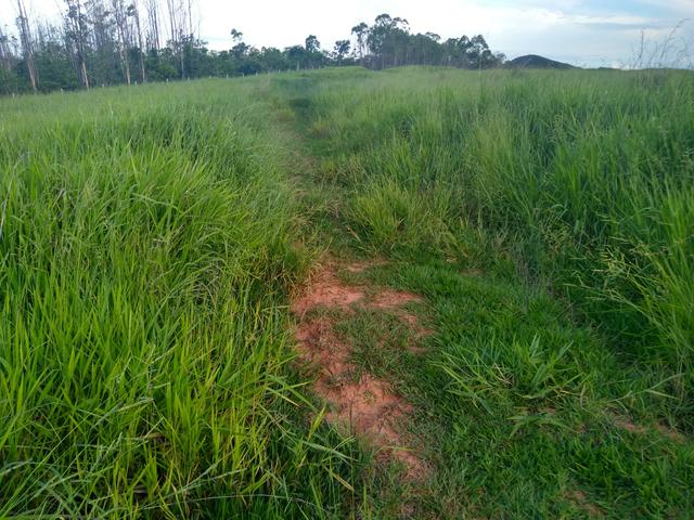 Chacara com 15 hectares em Lagamar! - Foto 10