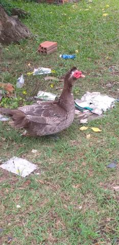 Vendo pato macho