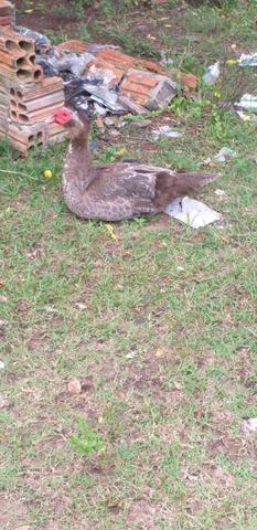 Vendo pato macho - Foto 2