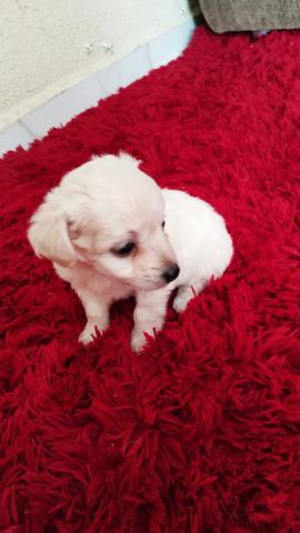 Poodle Toy Machinhos 45 dias - Foto 4