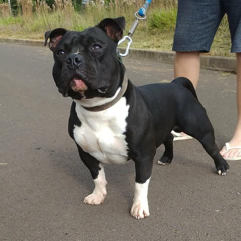 American Bully Pocket/ Apenas Cobertura - Foto 3