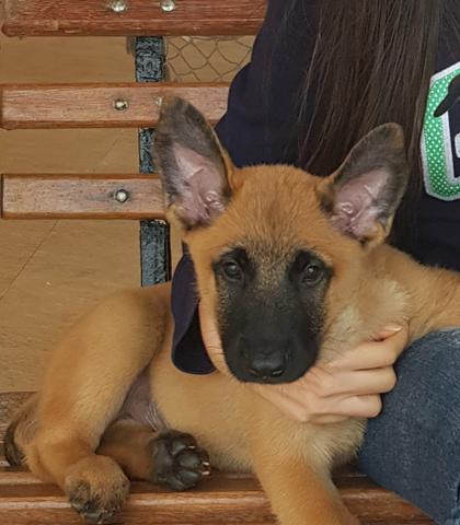 Pastor belga malinois - Foto 5