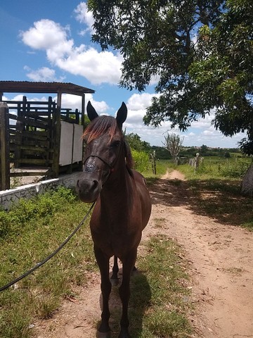 Cavalo MM / QM Castrado