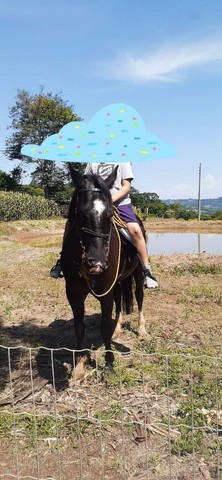 Vendo cavalo