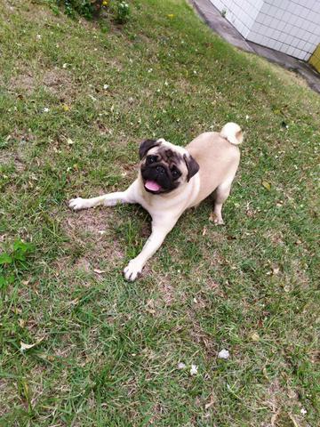 Procuro uma Pug fêmea para namorar