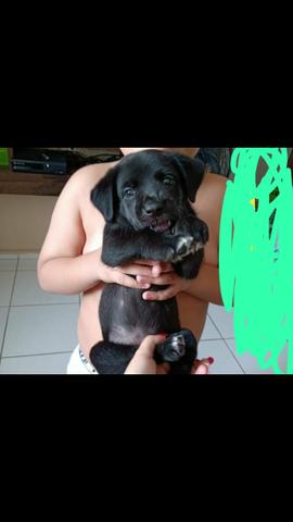 Cachorro labrador com malteis 120