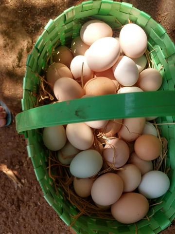 Ovos caipira da gema amarelinha apenas R$6,50/ dúzia