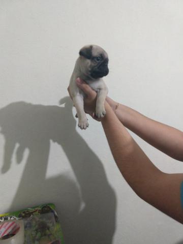 Lindo pug - Foto 3