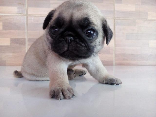 Vendo filhote de pug com pedigree - Foto 5