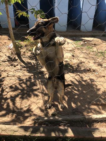 filhote pastor alemão capa preta puro 5 meses macho cachorros